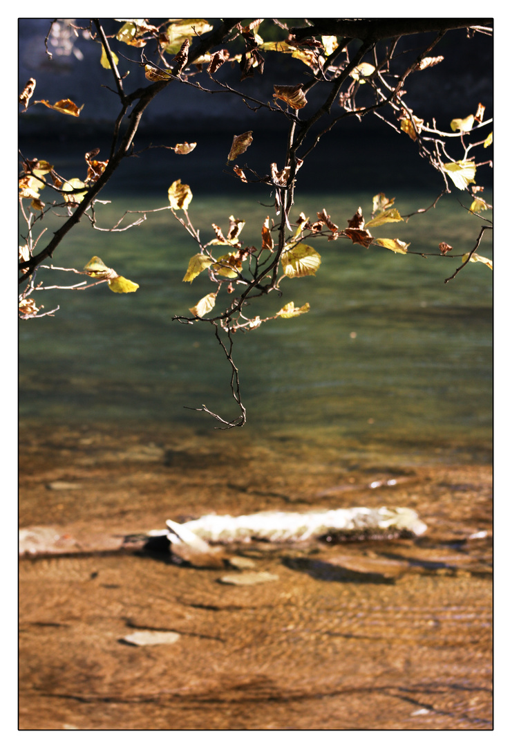 herbst am fluss