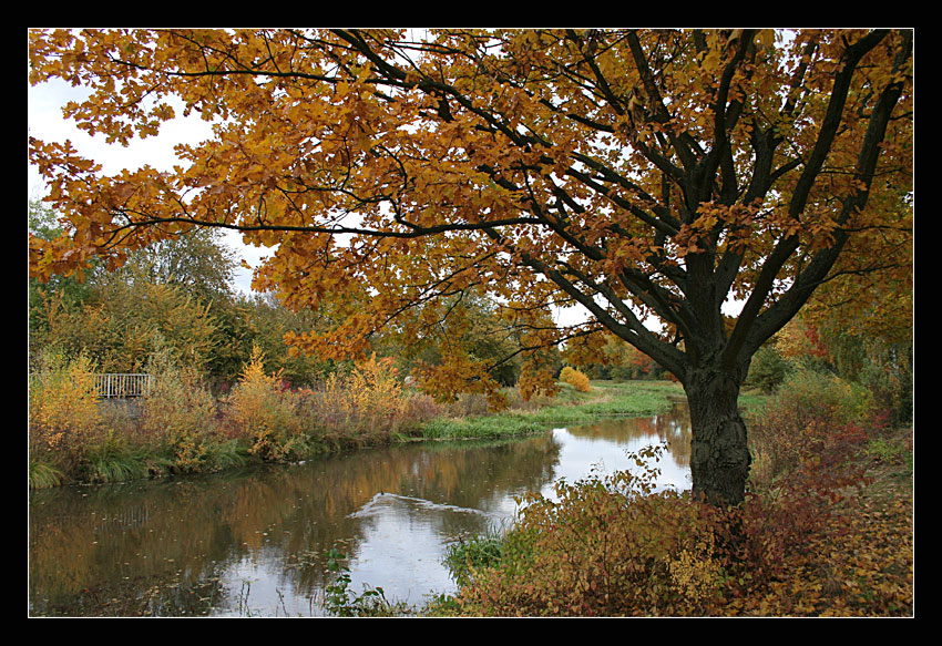 Herbst am Fluß