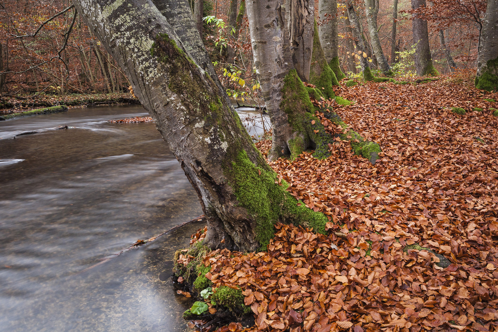 Herbst am Fluss