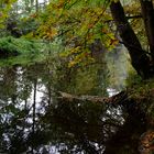 Herbst am Fluss