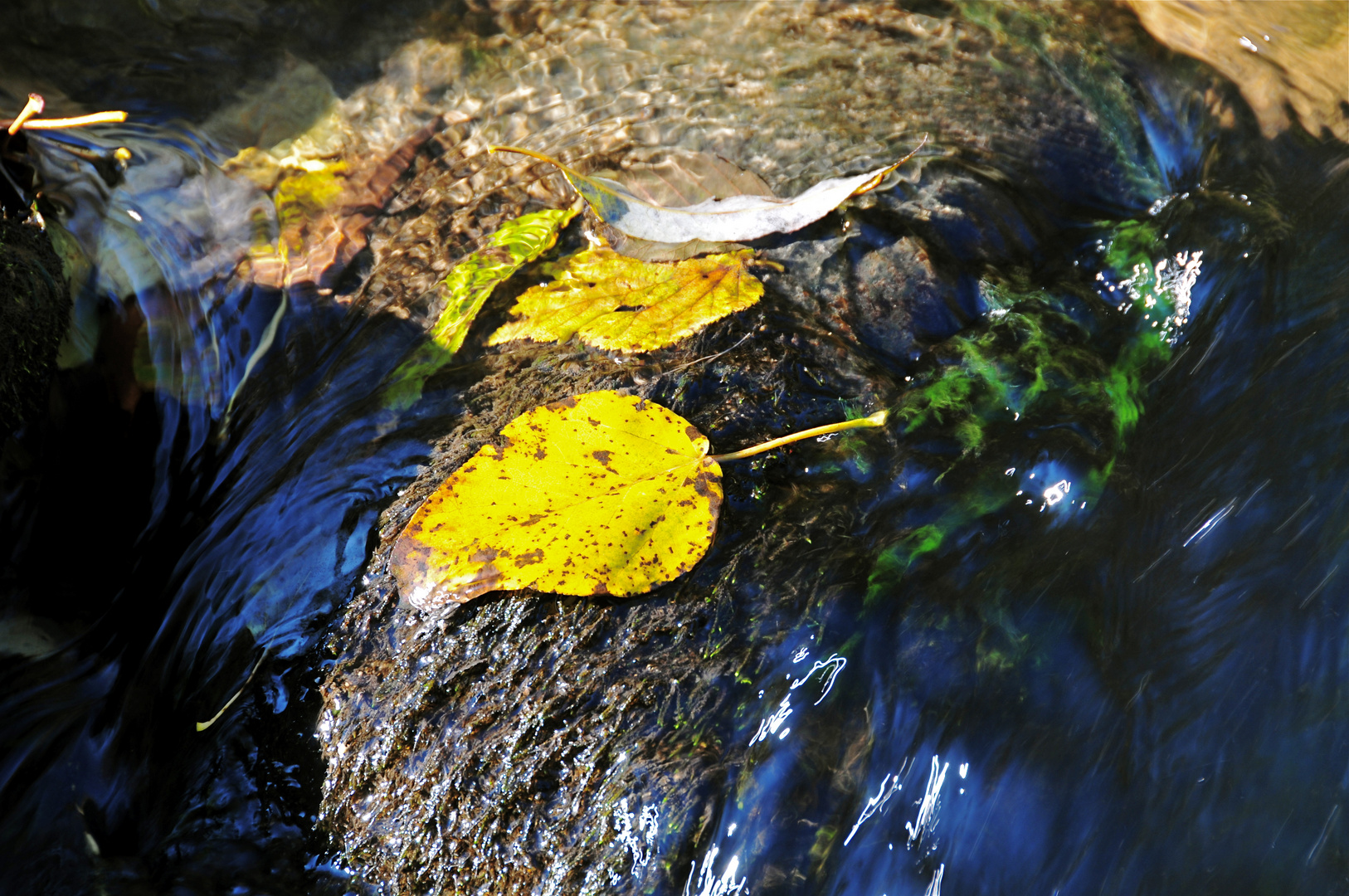 Herbst am Fluss