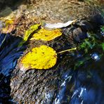 Herbst am Fluss