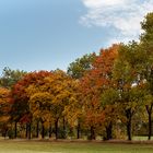 Herbst am Fuße des Ohrdrufer Goldberges