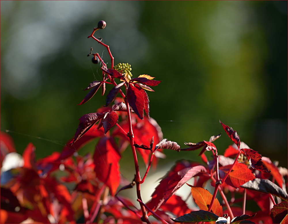 Herbst am Gartenzaun.....