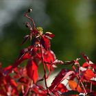 Herbst am Gartenzaun.....