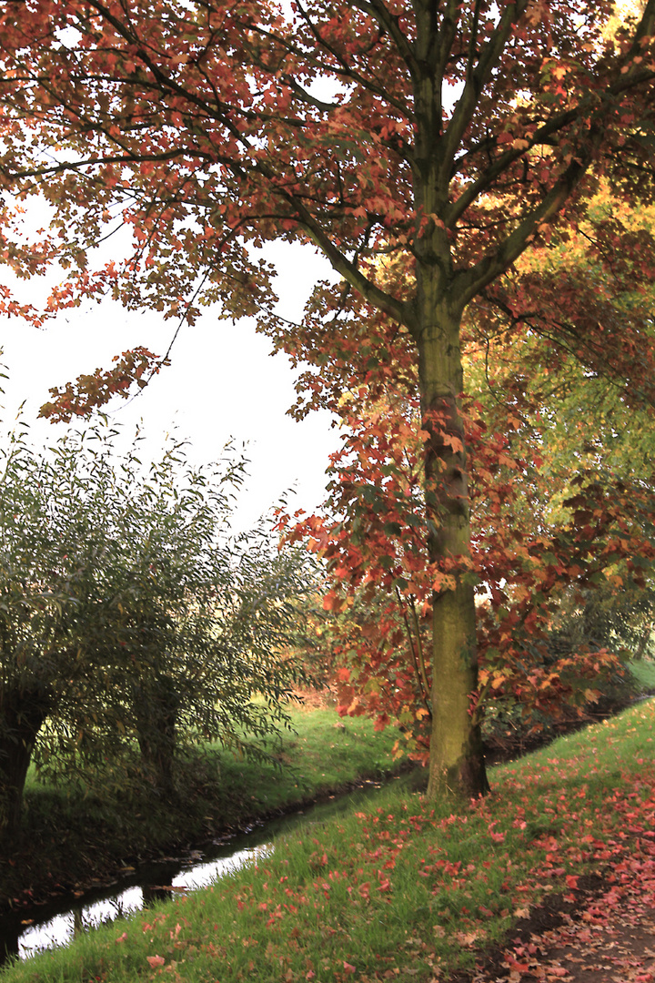 Herbst am Gartenzaun 2