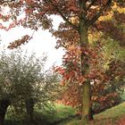 Herbst am Gartenzaun 2