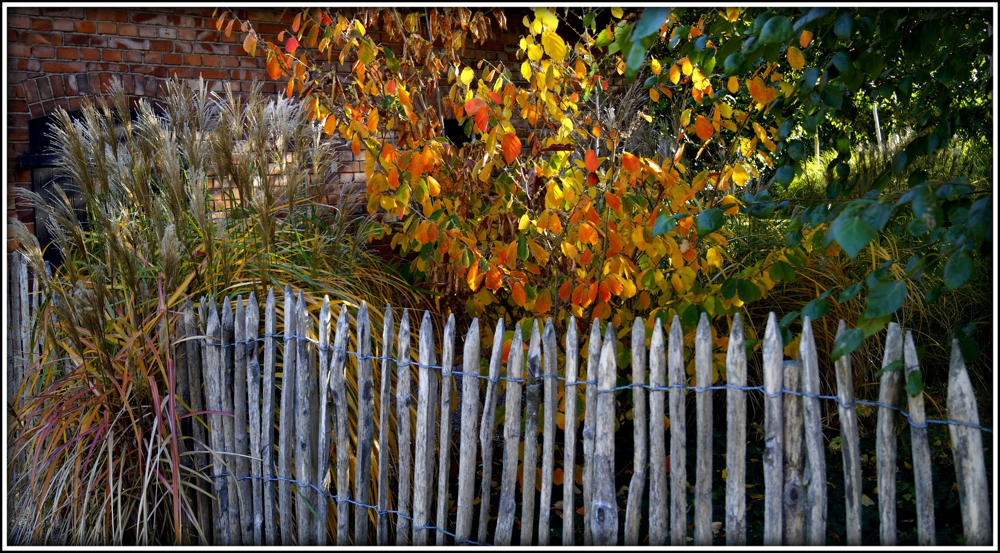 Herbst am Gartenzaun