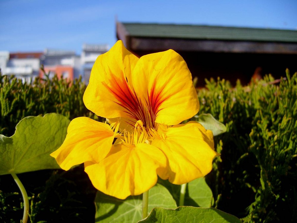 Herbst am Gartenzaun