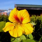 Herbst am Gartenzaun