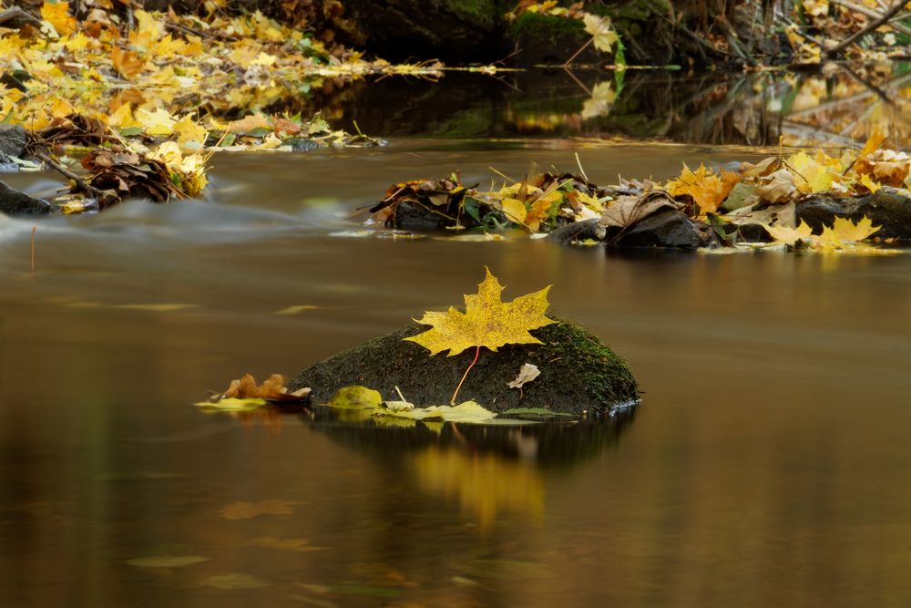 Herbst am Goldbach