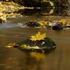 Herbst am Goldbach