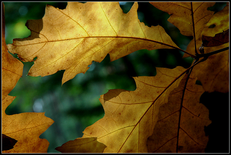 Herbst am Golfplatz