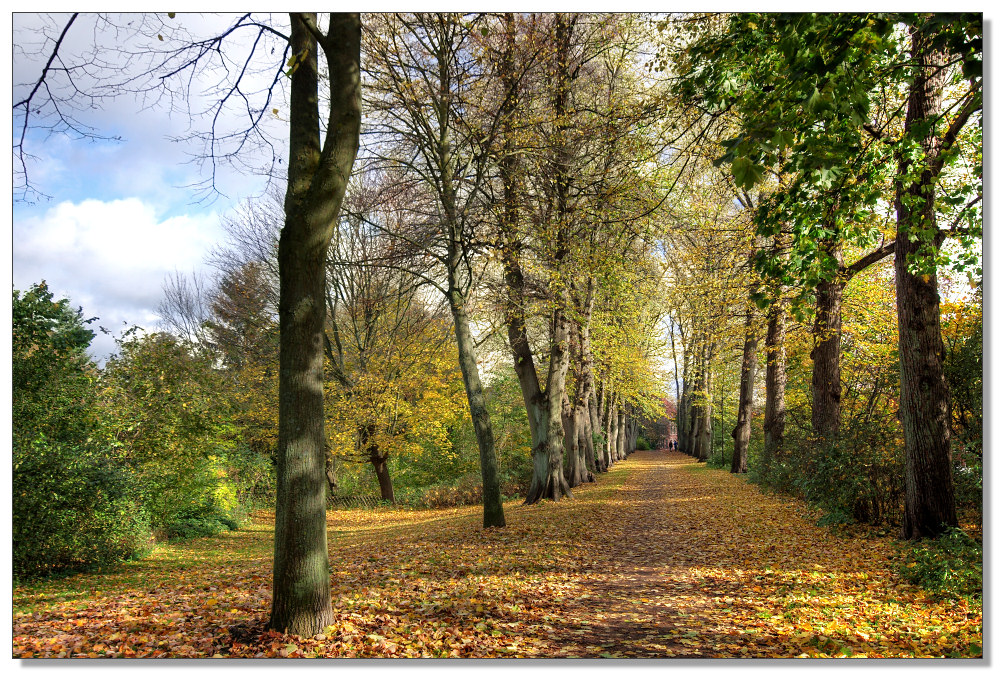 Herbst am Graalwall