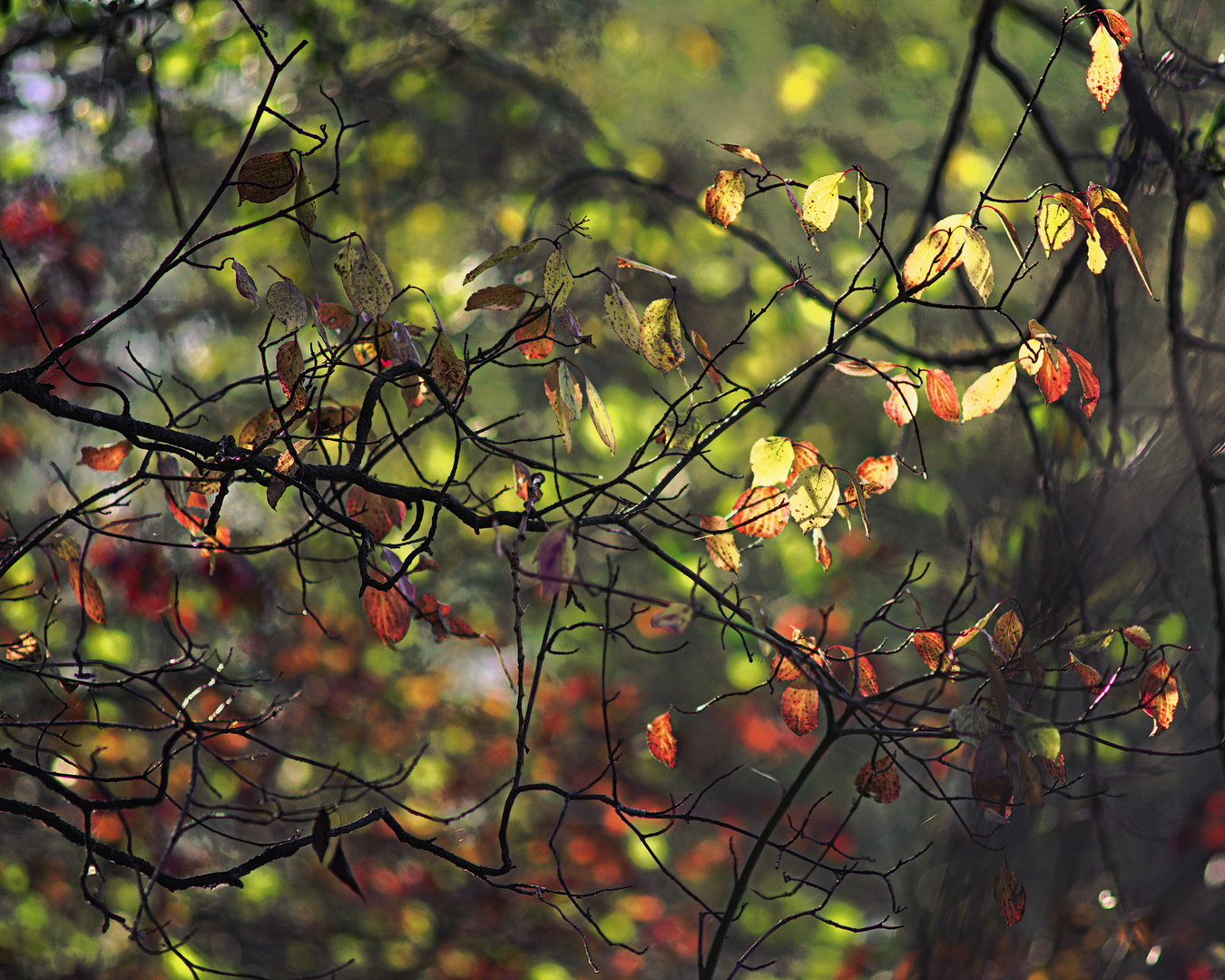 Herbst am Groschenwasser