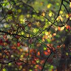 Herbst am Groschenwasser