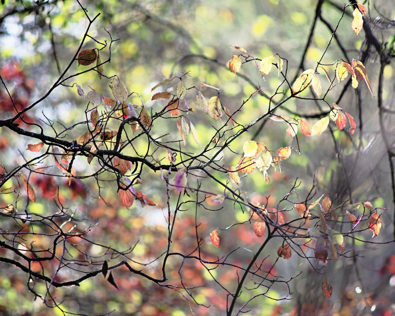 Herbst am Groschenwasser II