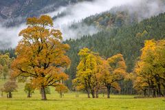 Herbst am Großen Ahornboden