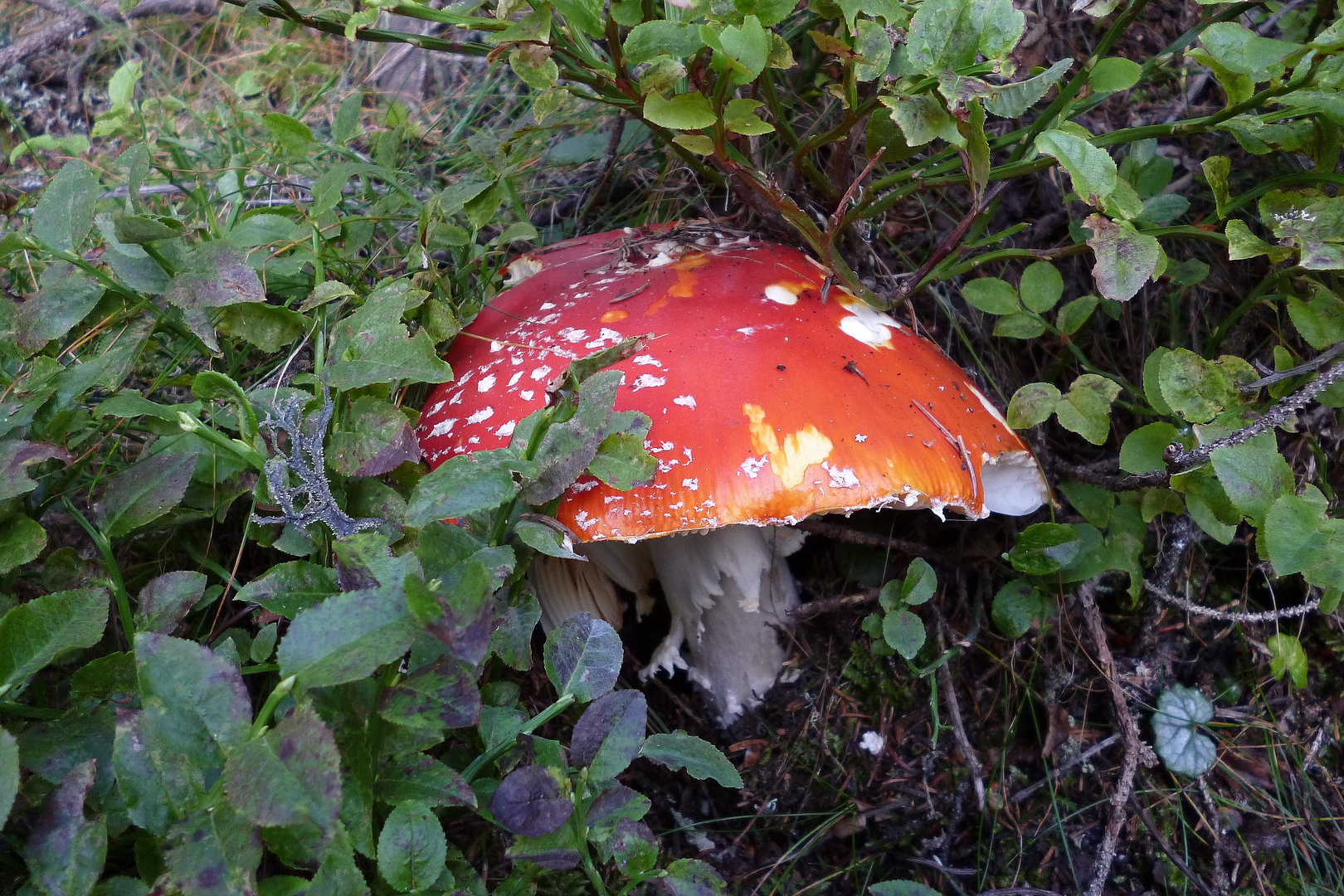 Herbst am Großen Galtenberg