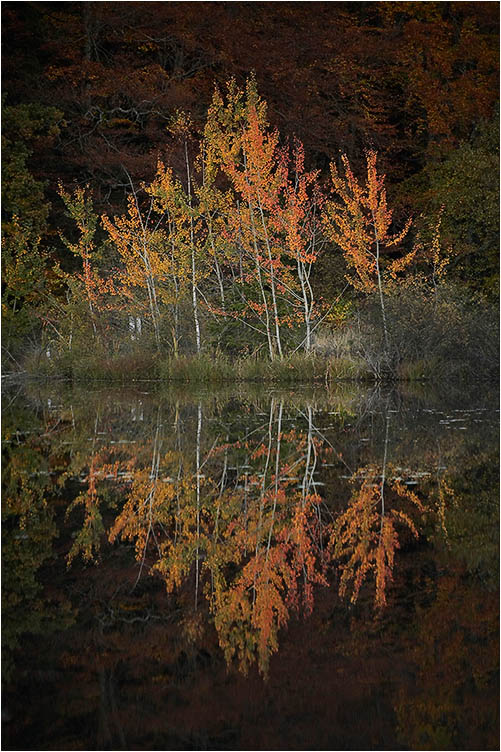 Herbst am Hackensee