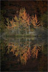 Herbst am Hackensee