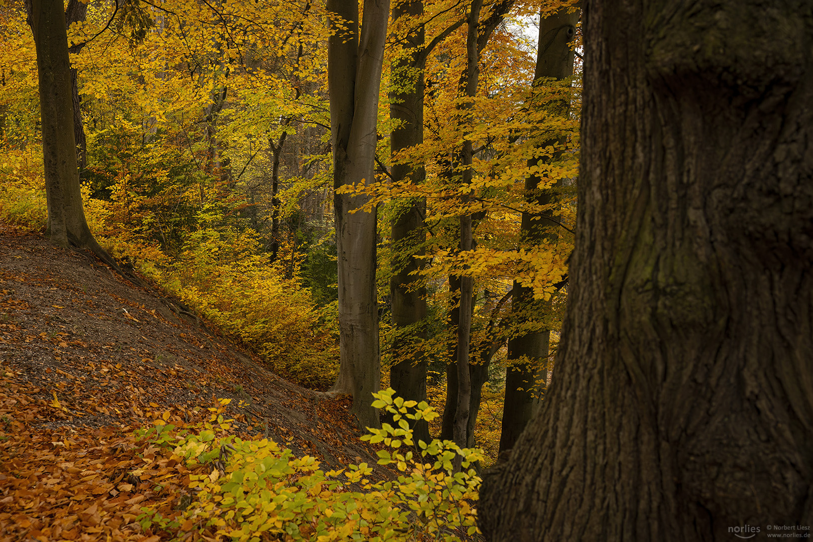 Herbst am Hang