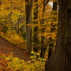 Herbst am Hang