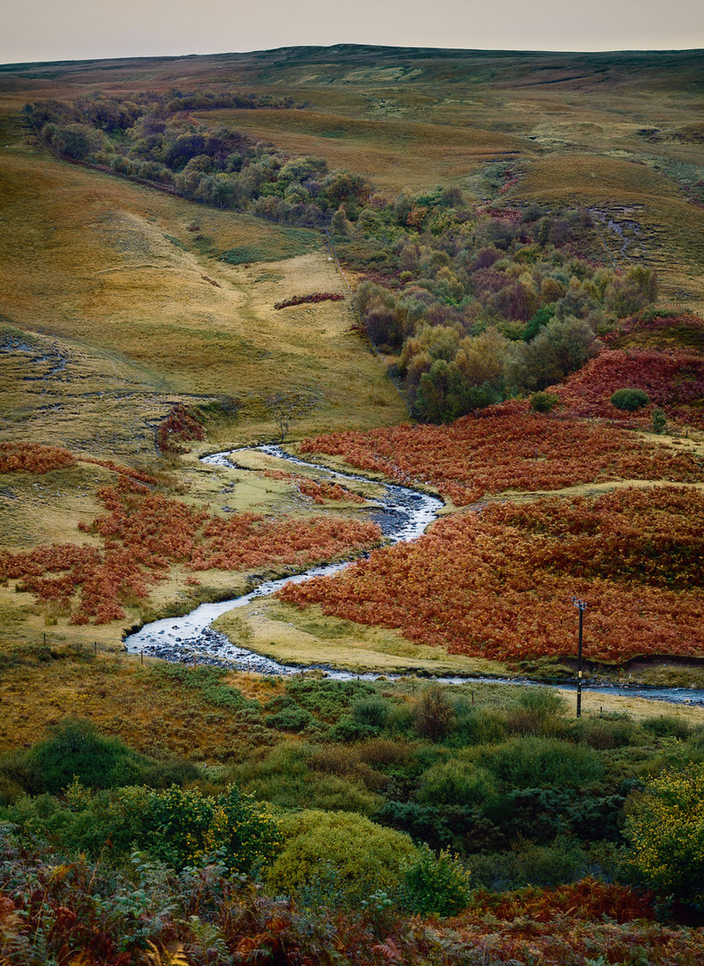 ~~ Herbst am Hang ~~