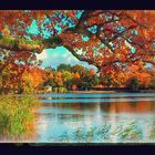 Herbst am Harbuger Außenmühlenteich...