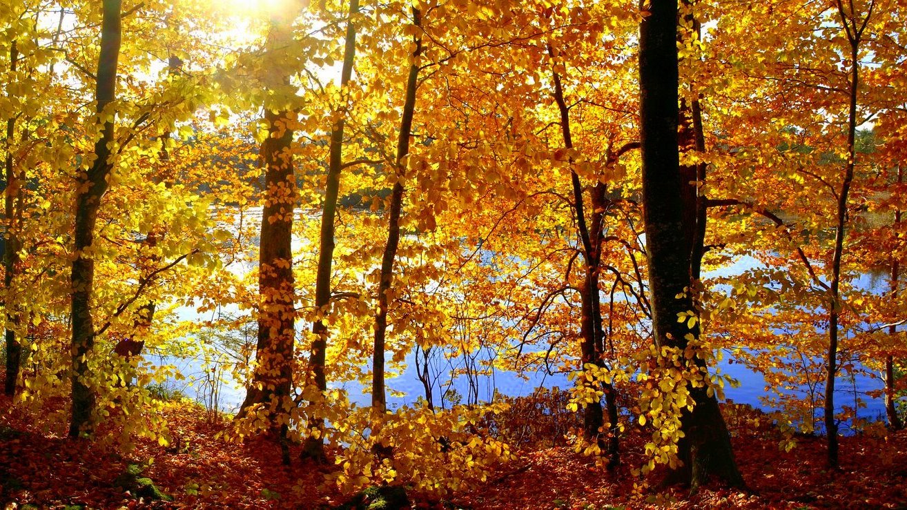 Herbst am Hartweiher