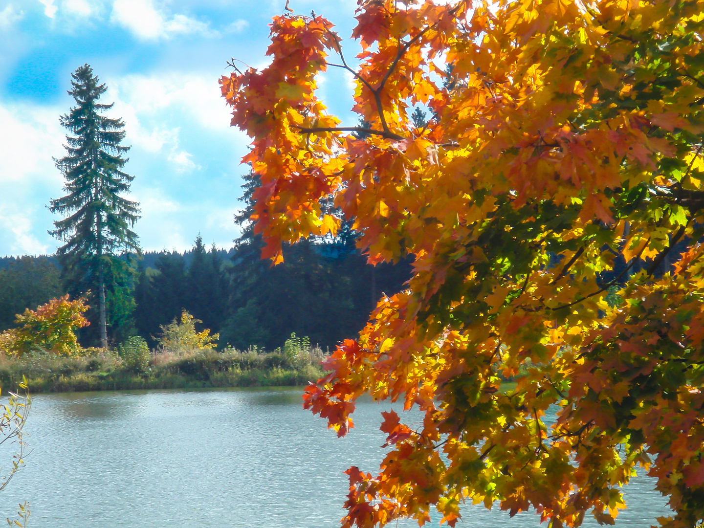 Herbst am Harzer Wasserregal