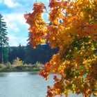 Herbst am Harzer Wasserregal