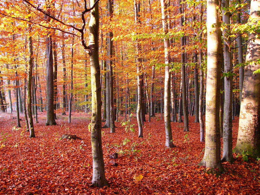 Herbst am Hasenstock