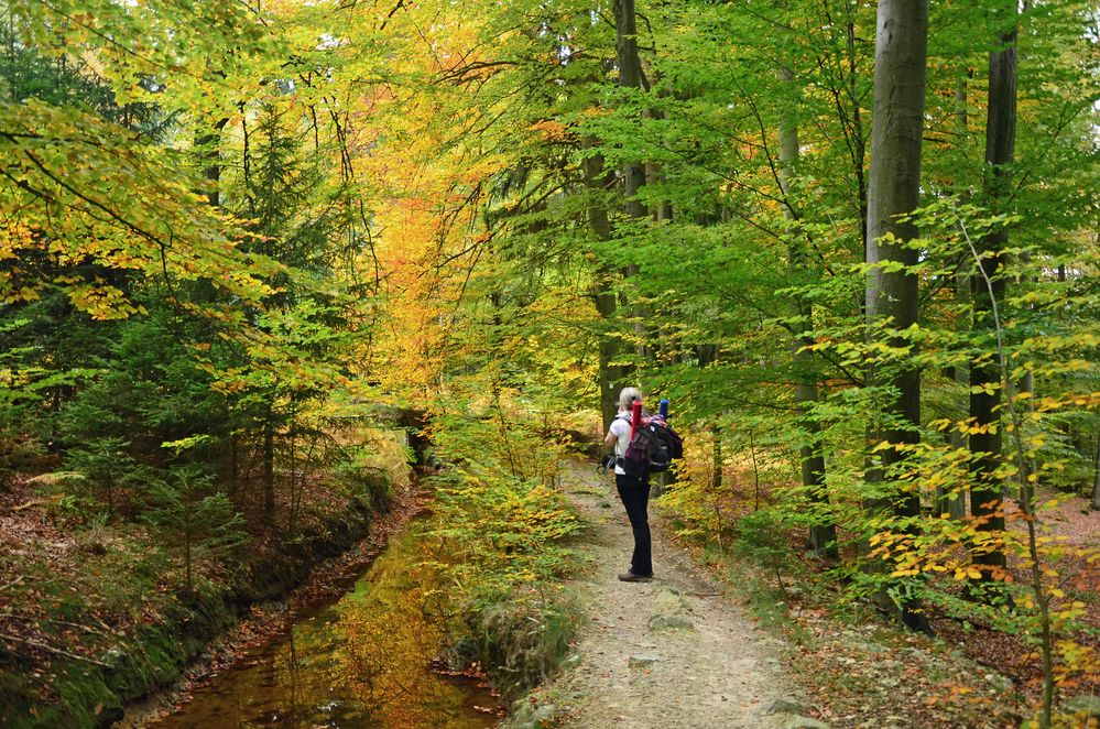 Herbst am Hasselbach Hanggraben