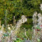 Herbst am Heidesee