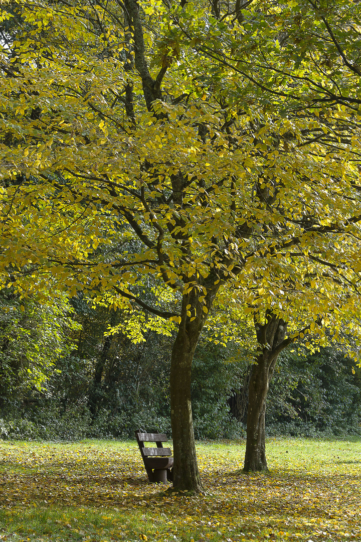 Herbst am Helmbachweiher