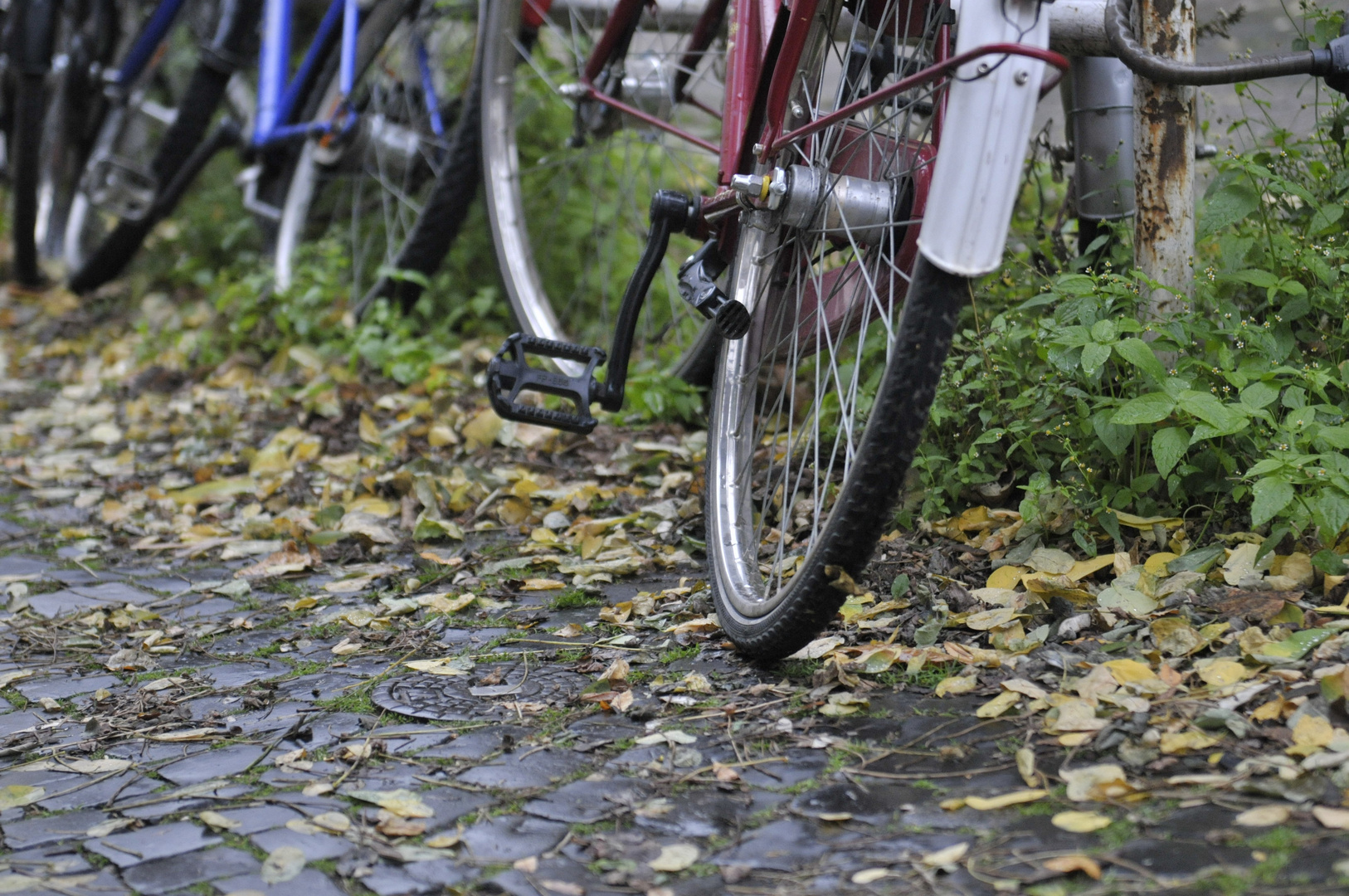 Herbst am Hinterrad