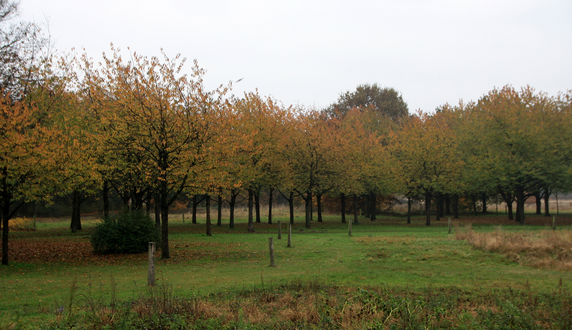 Herbst am Hiroshima - Hain