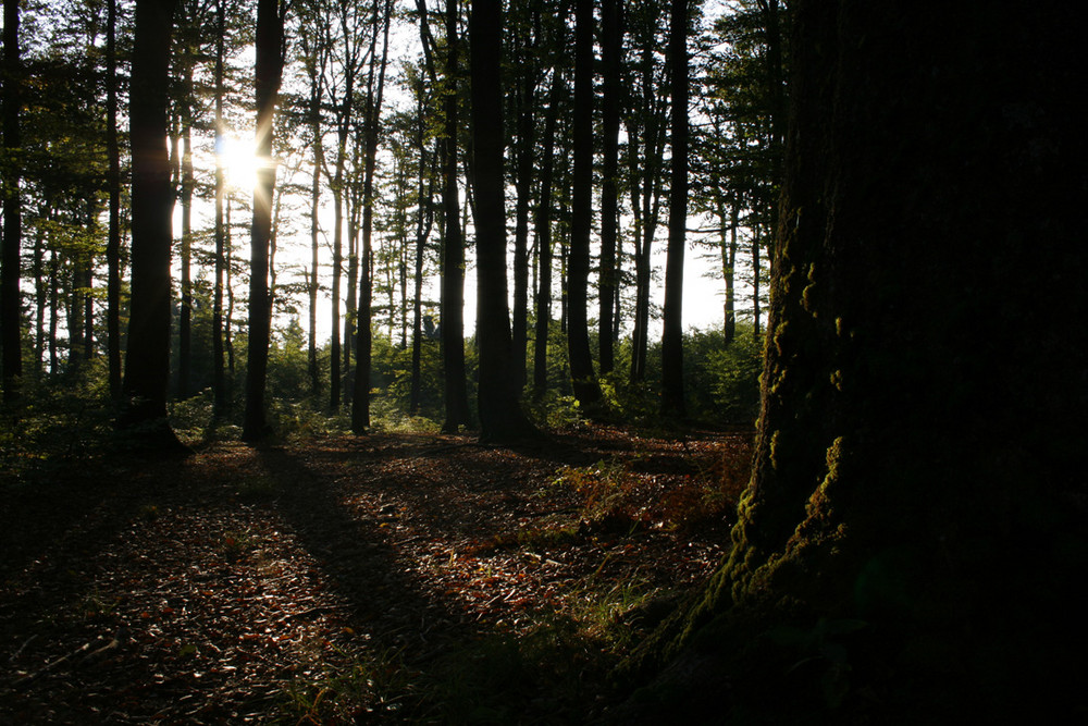 Herbst am Hirschenstein