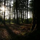 Herbst am Hirschenstein