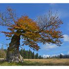 Herbst am Hochschachten im Bayerischen Wald