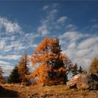 Herbst am Hochstein