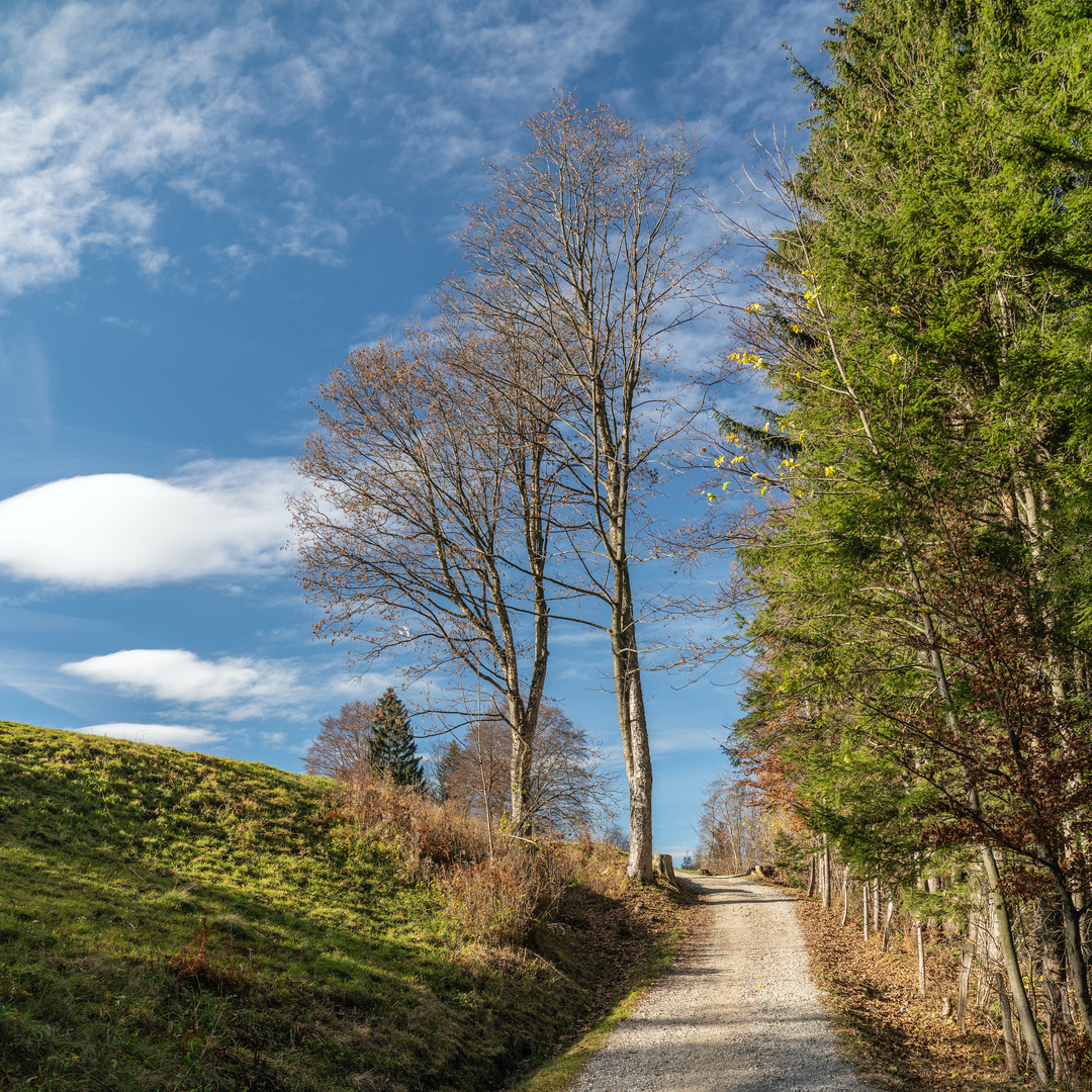 Herbst am Hörnle