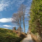 Herbst am Hörnle