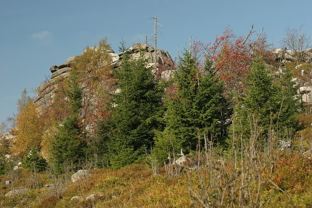 Herbst am Hohnekamm #3