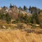 Herbst am Hohnekamm