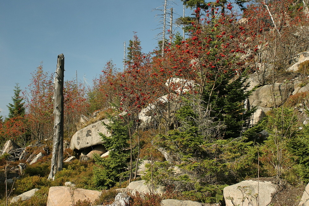 Herbst am Hohnekamm