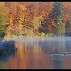 Herbst am Holzmaar