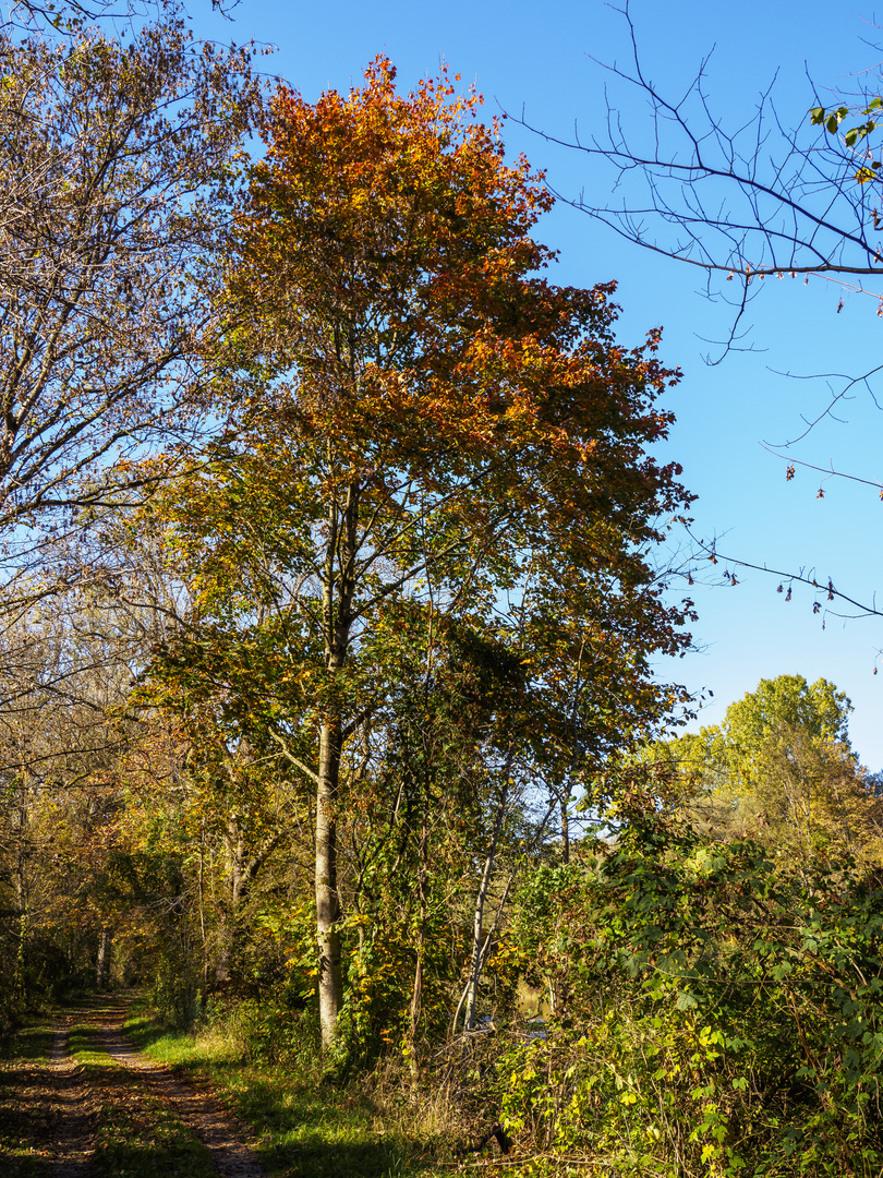 Herbst am Isarwanderweg