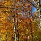 Herbst am Jura